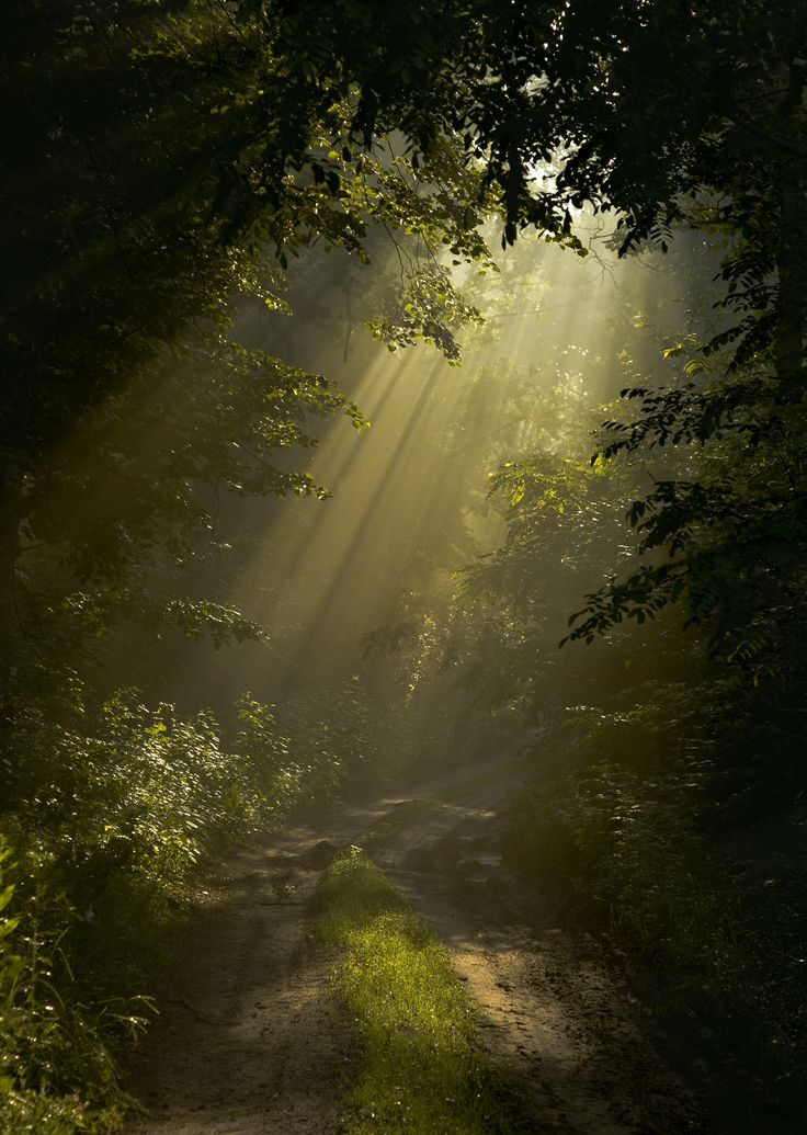 Forest Sunlight Silence